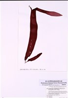 藏品(史氏蜈蚣藻)的圖片